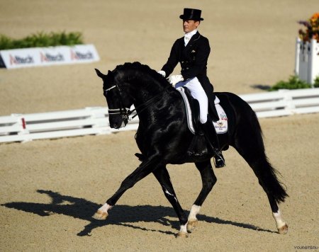 Конный спорт выездка