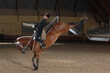 Выездка конный спорт