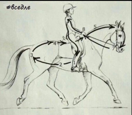 Конный спорт выездка