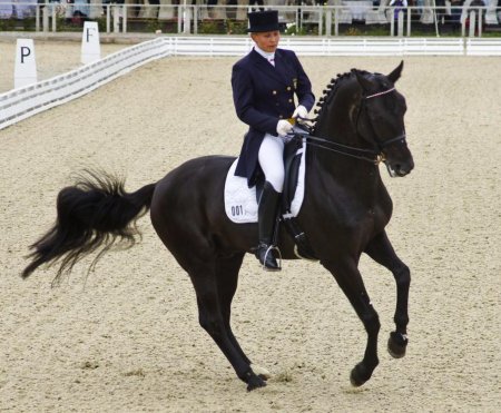 Конный спорт выездка пиаффе