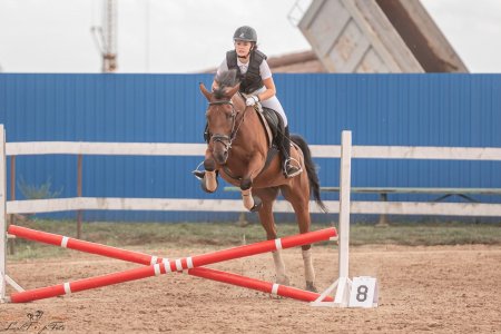 Конкур конный спорт