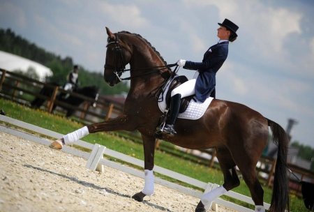 Выездка принимание