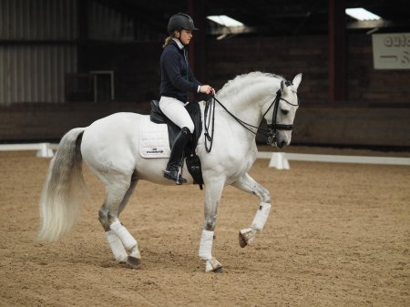 Андалузская порода лошадей выездка
