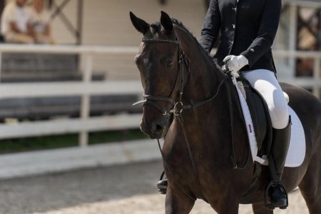 Выездка конный спорт