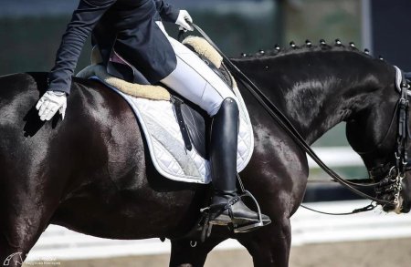 Выездка конный спорт