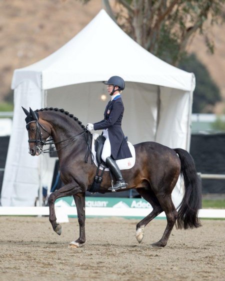 Выездка конный спорт