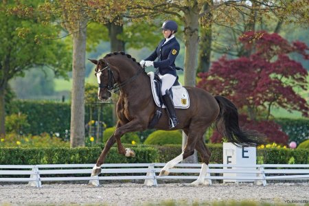 Эстетика конного спорта конкур