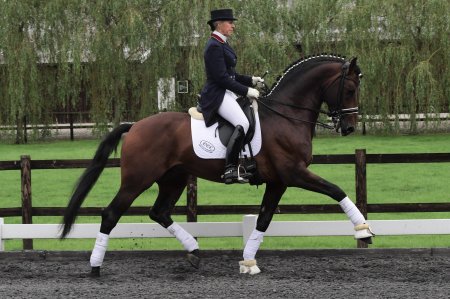 Выездка конный спорт