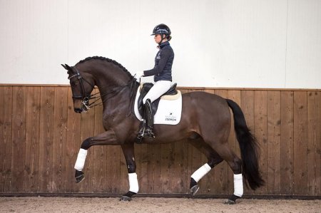 Выездка тотилас