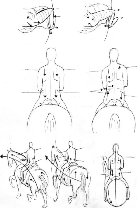 Биомеханика всадника на лошади