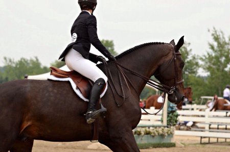 Выездка конный спорт красивые