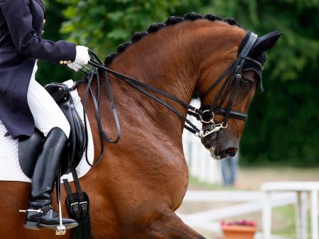 Конный спорт