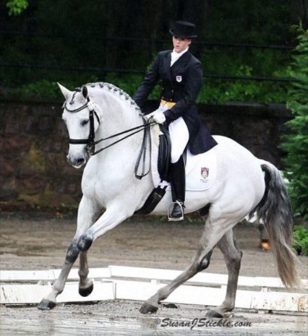 Андалуз выездка