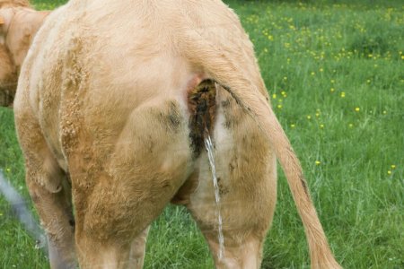 Анус коровы