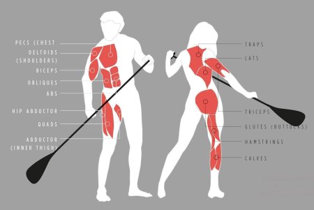 Скандинавская ходьба мышцы
