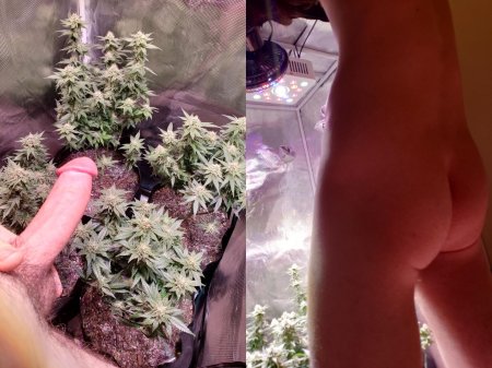 Семя конопли