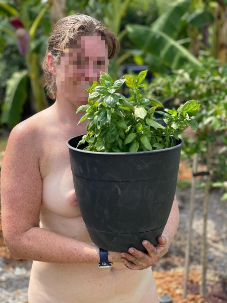 Растение базилик