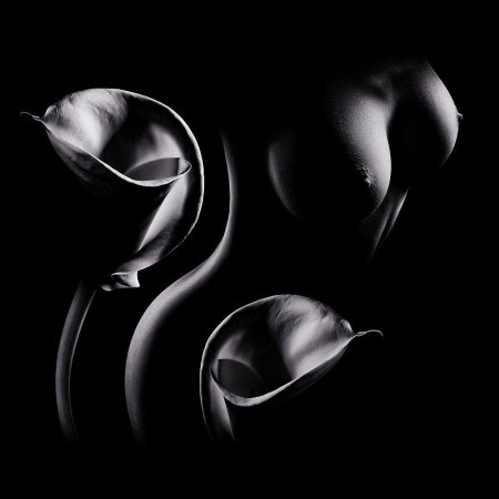 Черная калла цветок