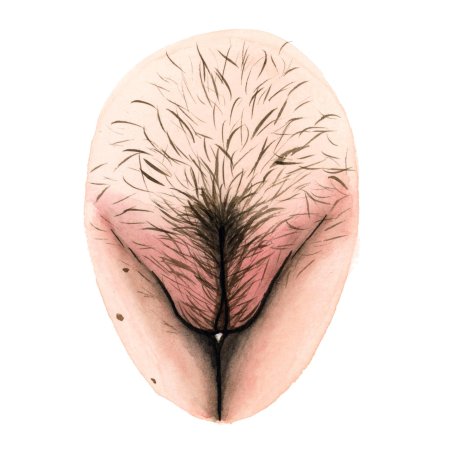 Искусственные лобковые волосы