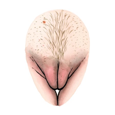 Большие женские половые губы