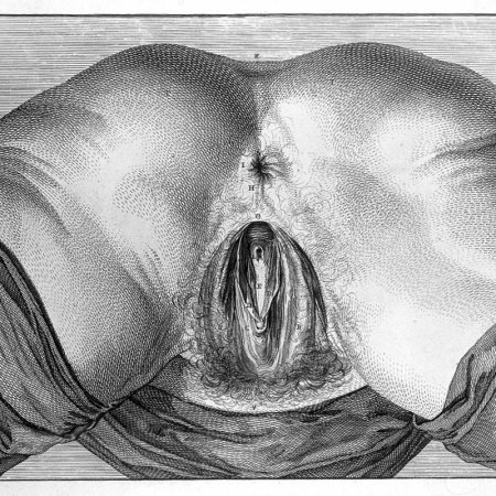 Вагина рисунок карандашом