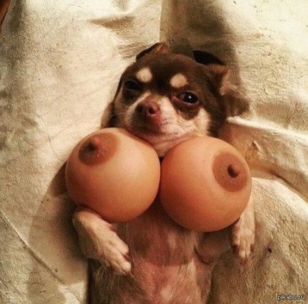 Собака с сиськами