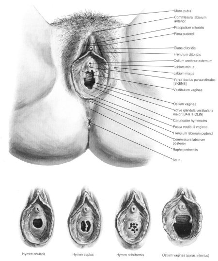 Строение женских половых органов